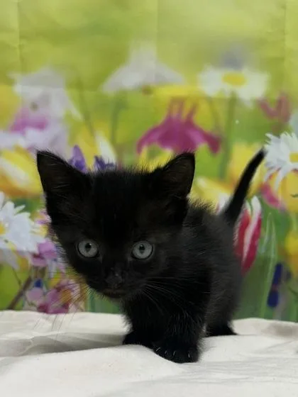 A baby small-sized male Domestic Short Hair cat named Boysenberry for adoption in San Antonio, TX