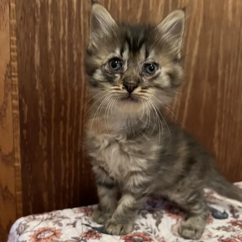 A baby small-sized female Black Domestic Medium Hair cat named Pretzel for adoption in Edwards, IL