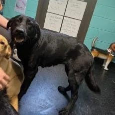 An adult large-sized female Black Labrador Retriever dog named Dolly for adoption in Shinnston, WV