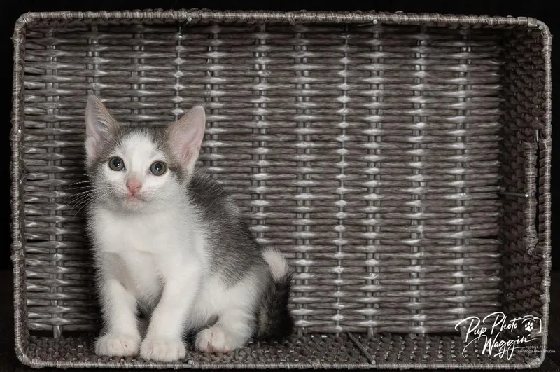 A baby small-sized male Domestic Short Hair cat named Trevor for adoption in Claremore, OK