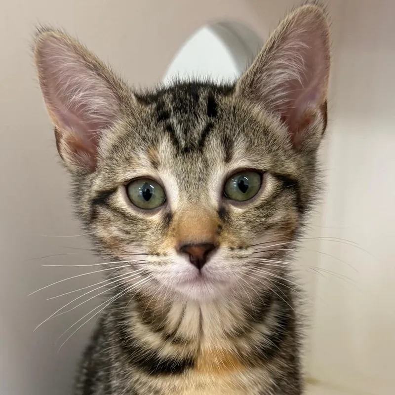 A baby small-sized female Domestic Short Hair cat named Ember for adoption in Cumming, GA