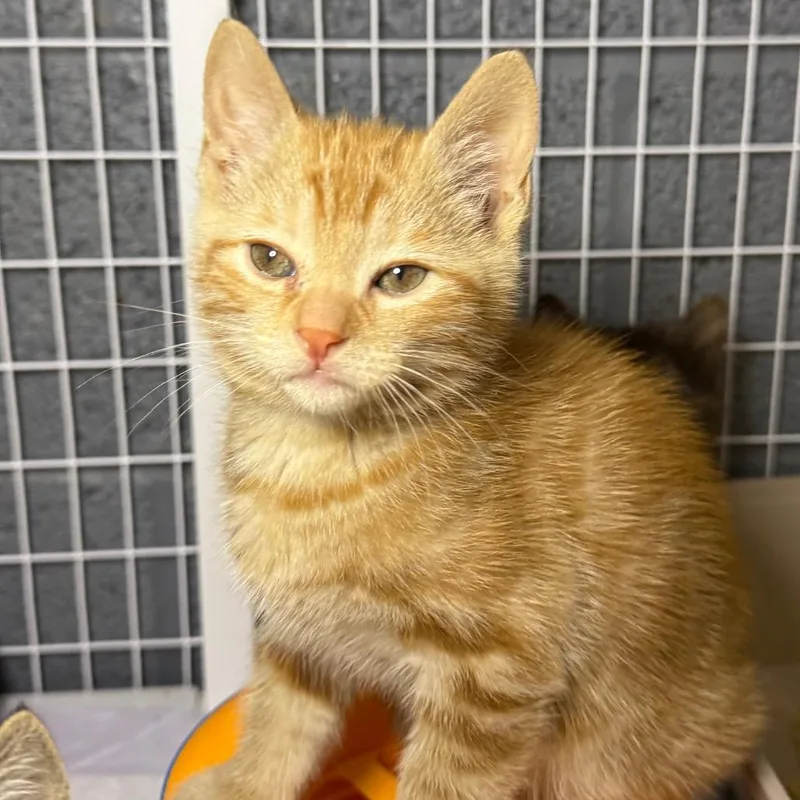 A baby small-sized male Orange / Red Domestic Short Hair cat named Cody for adoption in Middle Village, NY