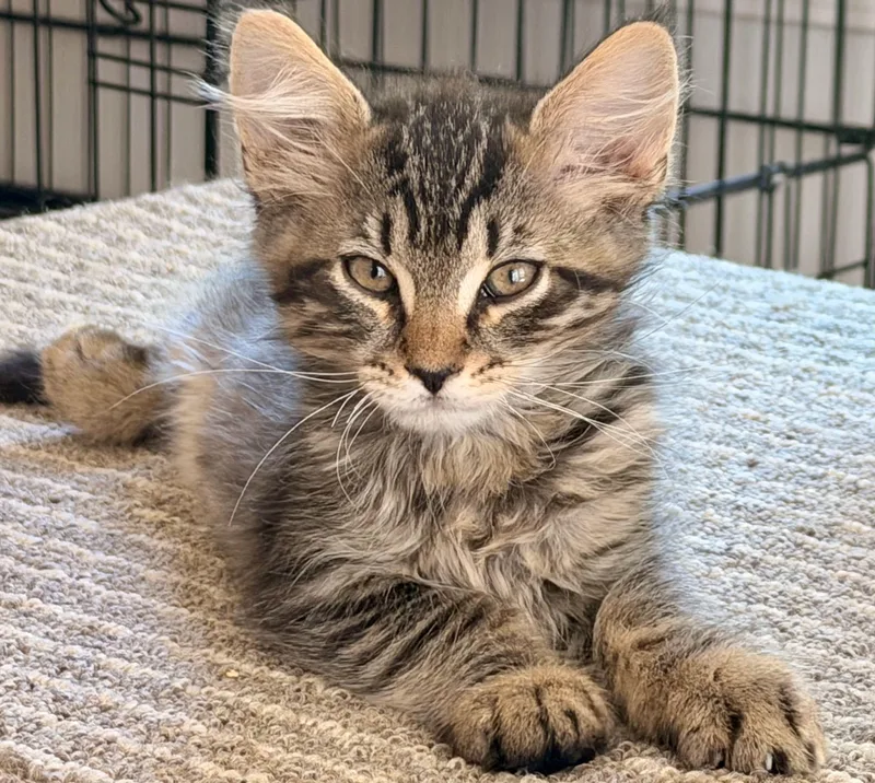 A baby medium-sized female Black Domestic Short Hair cat named Sammy & Theodore for adoption in The Dalles, OR