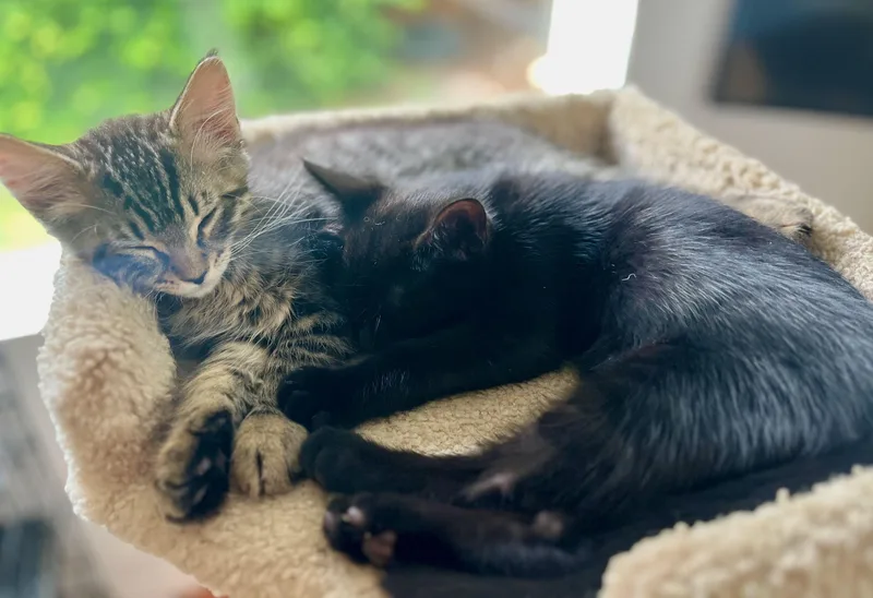Sammy & Theodore thumbnail 2