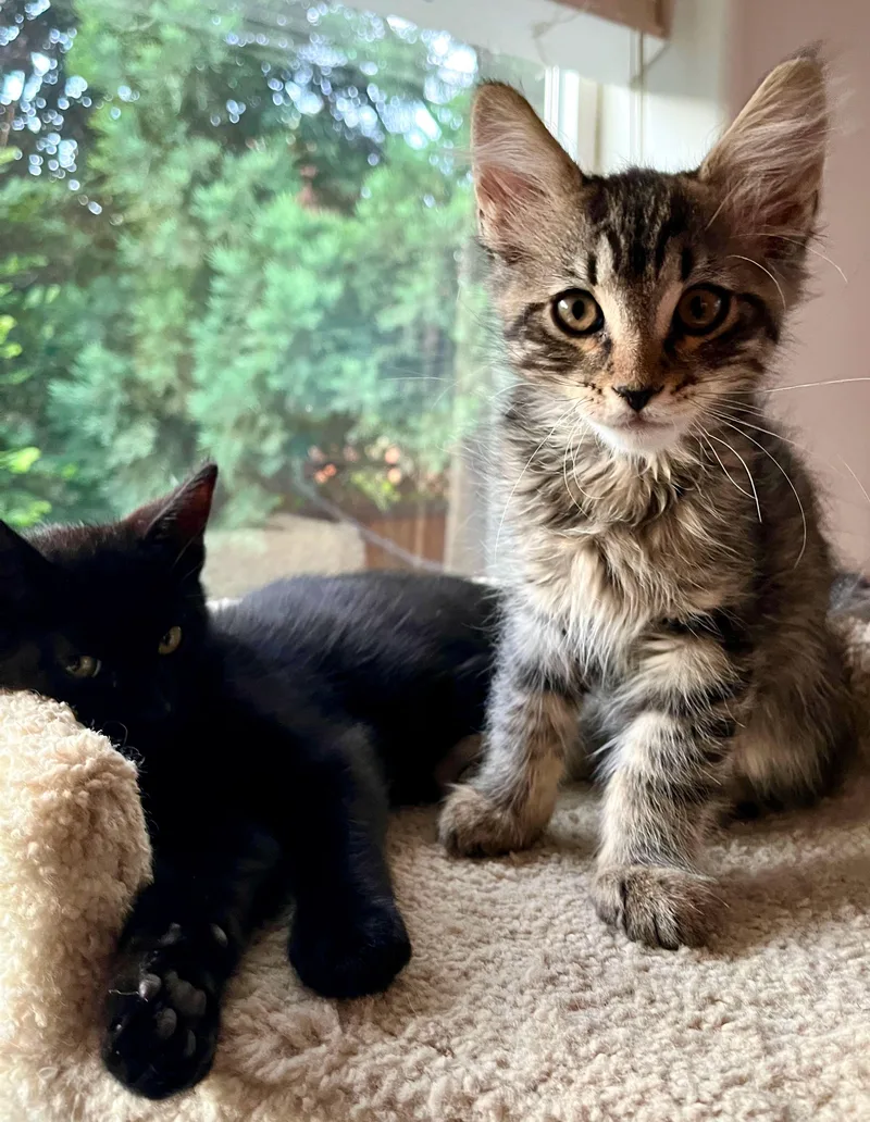 Sammy & Theodore thumbnail 6