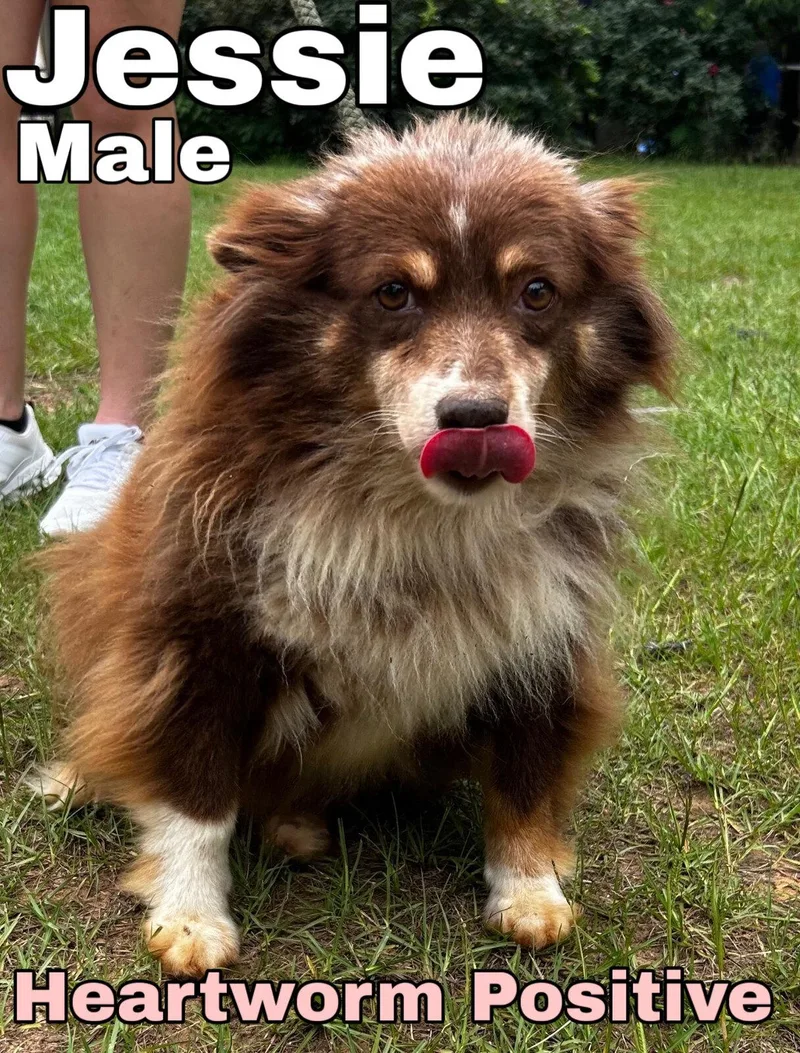 An adult medium-sized female Australian Shepherd dog named Jessie for adoption in Blue Springs, MO