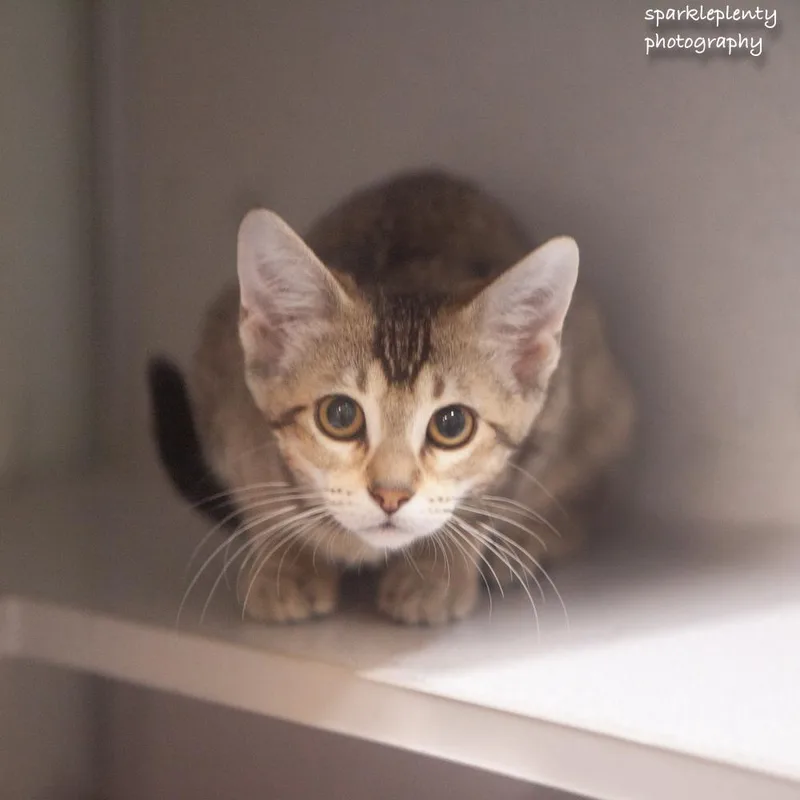 A baby medium-sized female Tabby (Brown / Chocolate) Domestic Short Hair cat named Cassidy for adoption in Ridgefield, CT