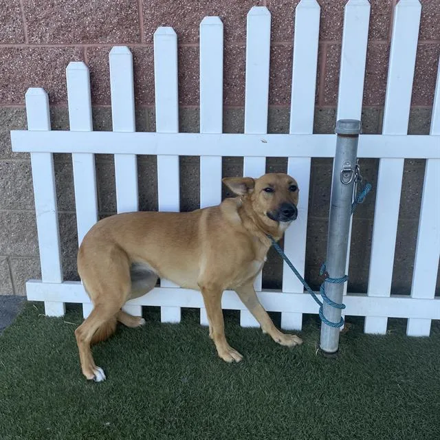 A young small-sized female Belgian Shepherd / Malinois dog named Bia for adoption in Modesto, CA