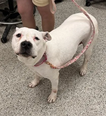 A senior large-sized female White / Cream Pit Bull Terrier dog named Kira for adoption in Kansas City, MO