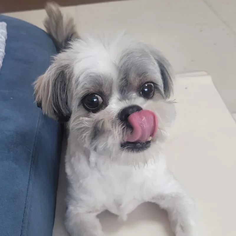 An adult small-sized male Gray / Blue / Silver Shih Tzu dog named Bentley" for adoption in Springfield, VA