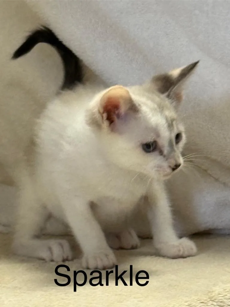 A baby small-sized female Domestic Short Hair cat named Sparkle for adoption in Saint Francisville, LA