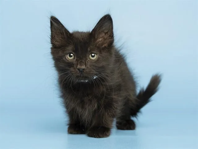 A baby small-sized female Domestic Medium Hair cat named Sally for adoption in Phoenix, AZ