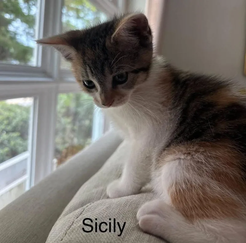 A baby small-sized female Calico cat named Sicily for adoption in Topsham, ME