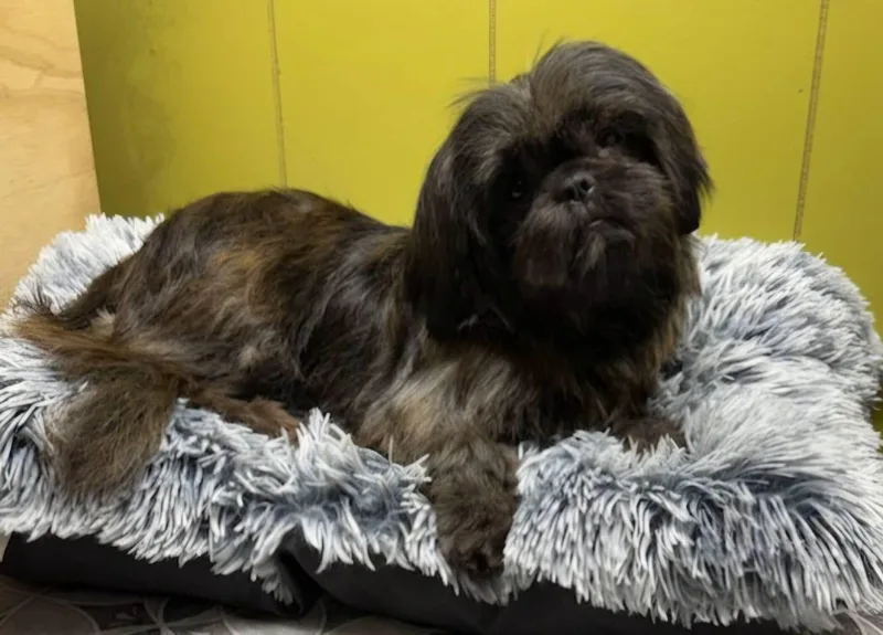 An adult small-sized female Shih Tzu dog named Sugar for adoption in Alexander, AR