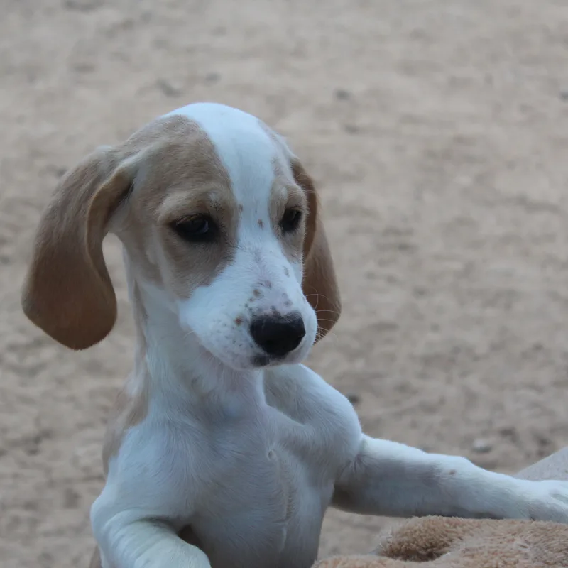 Maggie thumbnail 3
