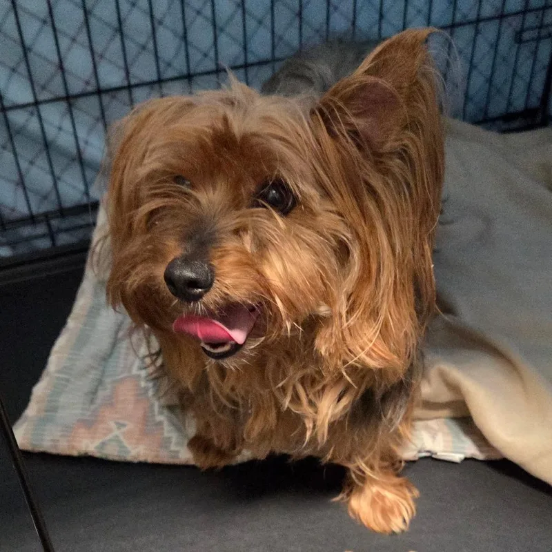 An adult small-sized female Golden Mixed Breed dog named Lily for adoption in Bismarck, ND
