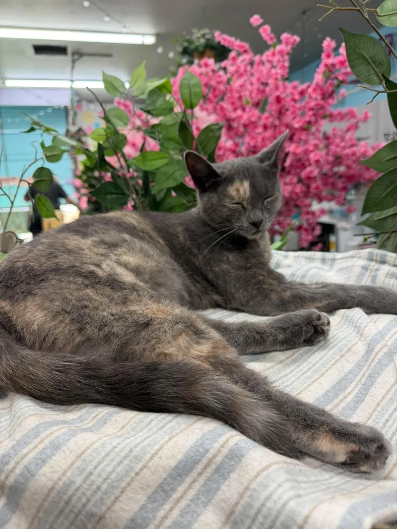 A young medium-sized female American Shorthair cat named Addy for adoption in St. George, UT
