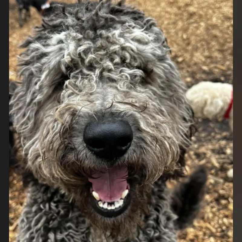 An adult large-sized male Black Poodle dog named Max for adoption in Peachtree City, GA