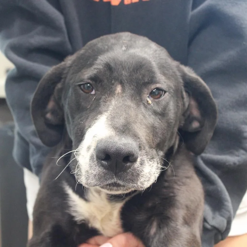 A baby medium-sized male Black Labrador Retriever dog named Lincoln for adoption in Cleveland, MS