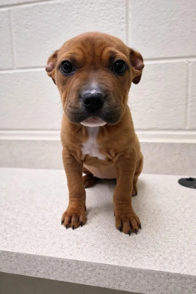 A baby small-sized female Mixed Breed dog named Mush for adoption in Rome, GA