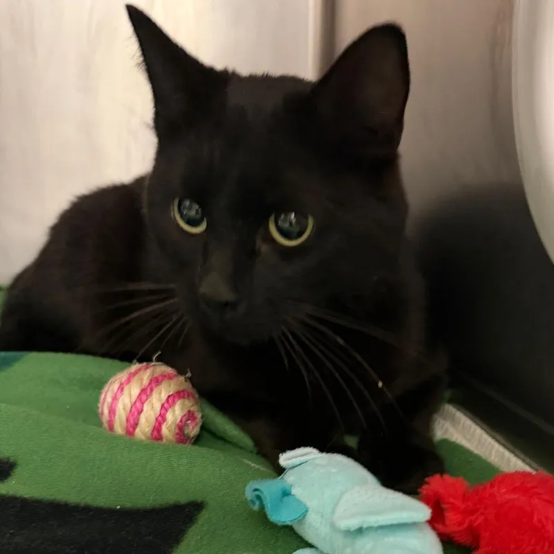 A young medium-sized female Domestic Short Hair cat named Annie for adoption in Middlebury, VT