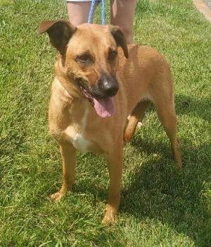 A young large-sized female Yellow Labrador Retriever dog named Yellow Lab Mix for adoption in Mount Laurel, NJ