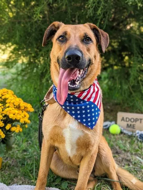 Yellow Lab Mix thumbnail 2