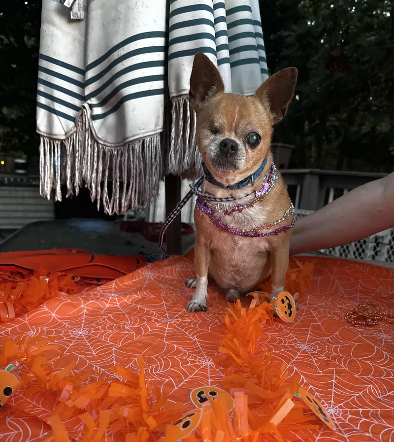 One Eye Jack thumbnail 2