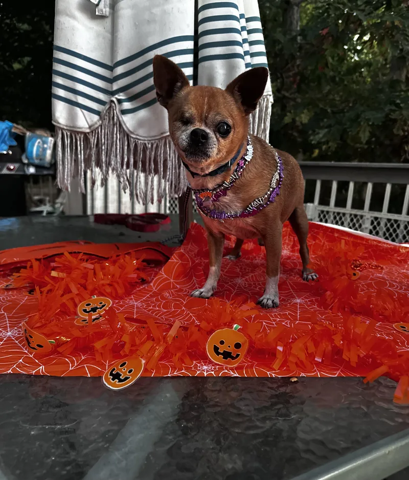 One Eye Jack thumbnail 4