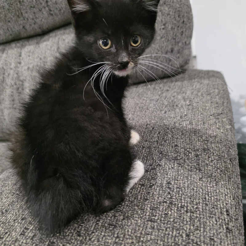 A baby medium-sized male Black & White / Tuxedo Domestic Short Hair cat named Aladdin for adoption in Moriches, NY