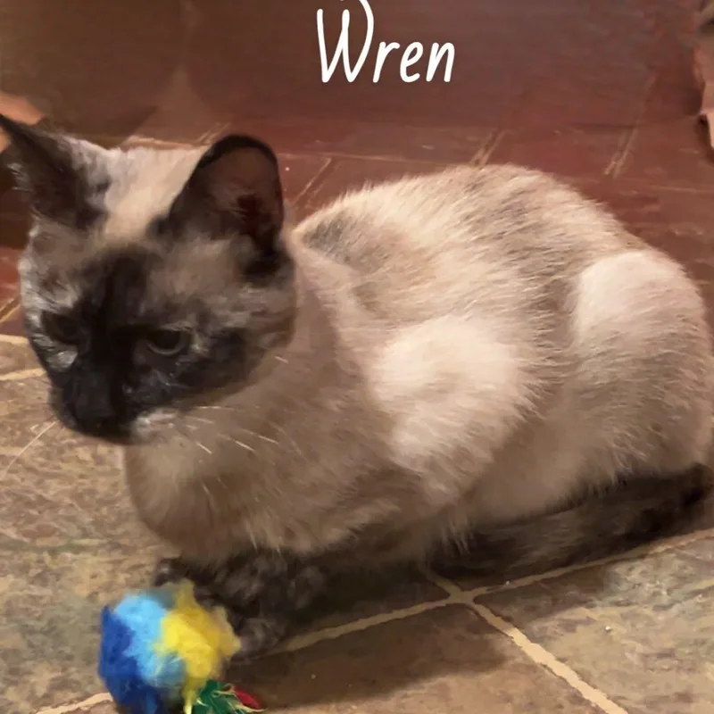 Wren thumbnail 2