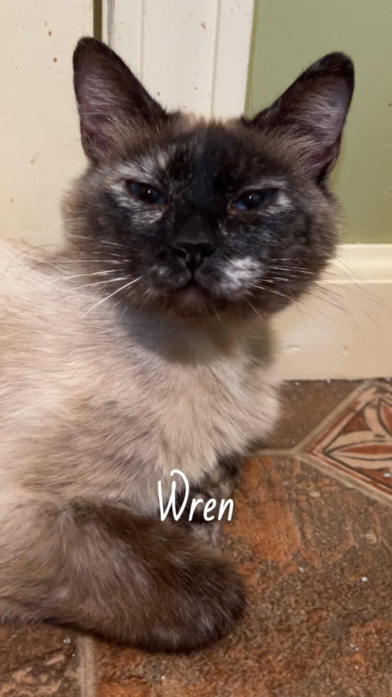 Wren thumbnail 4
