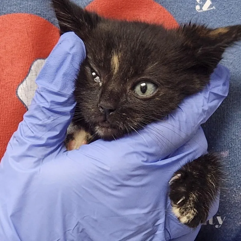 A baby small-sized female Black Domestic Short Hair cat named Big Mac for adoption in Fort Bragg, CA