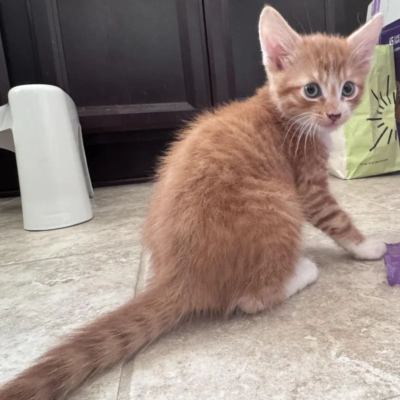 A baby medium-sized male Orange & White Tabby cat named Bowser for adoption in Woodbridge, VA