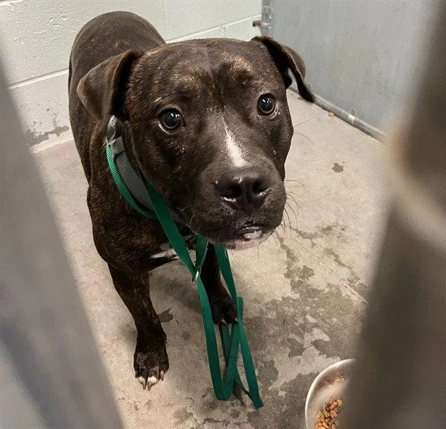 An adult large-sized male Boxer dog named Squid for adoption in Tavares, FL