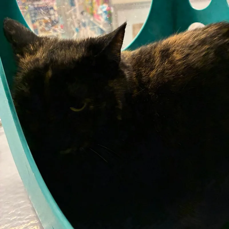 Sweet Corn thumbnail 2