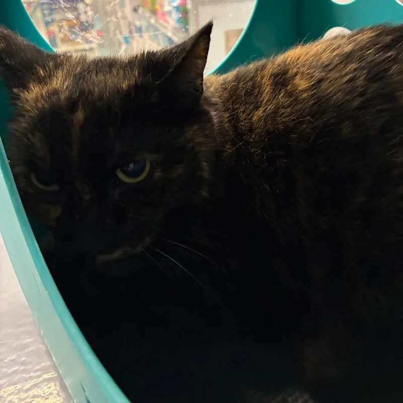 Sweet Corn thumbnail 3