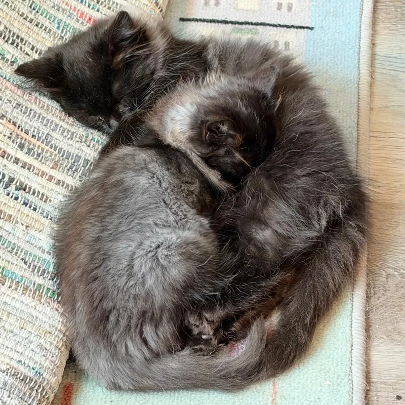 A baby small-sized male Domestic Long Hair cat named Poof for adoption in Granville, OH