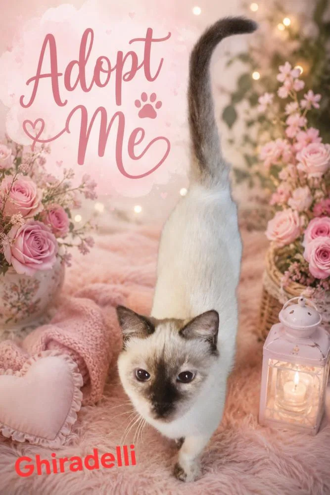 A young medium-sized female Buff / Tan / Fawn Siamese cat named Ghiradelli for adoption in Dallas, TX