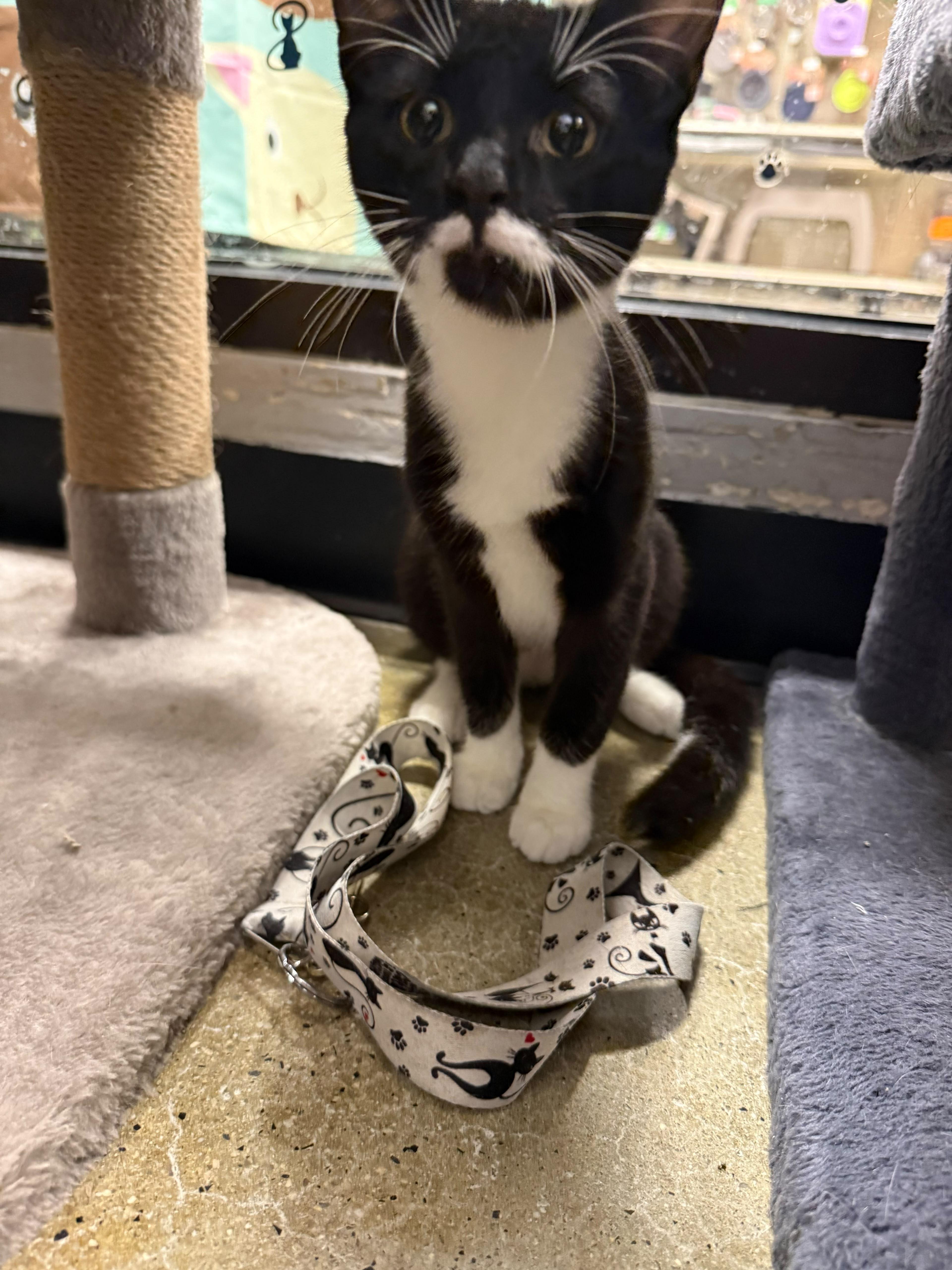 A young medium-sized female Black & White / Tuxedo Domestic Short Hair cat named Journey for adoption in Maple Shade, NJ