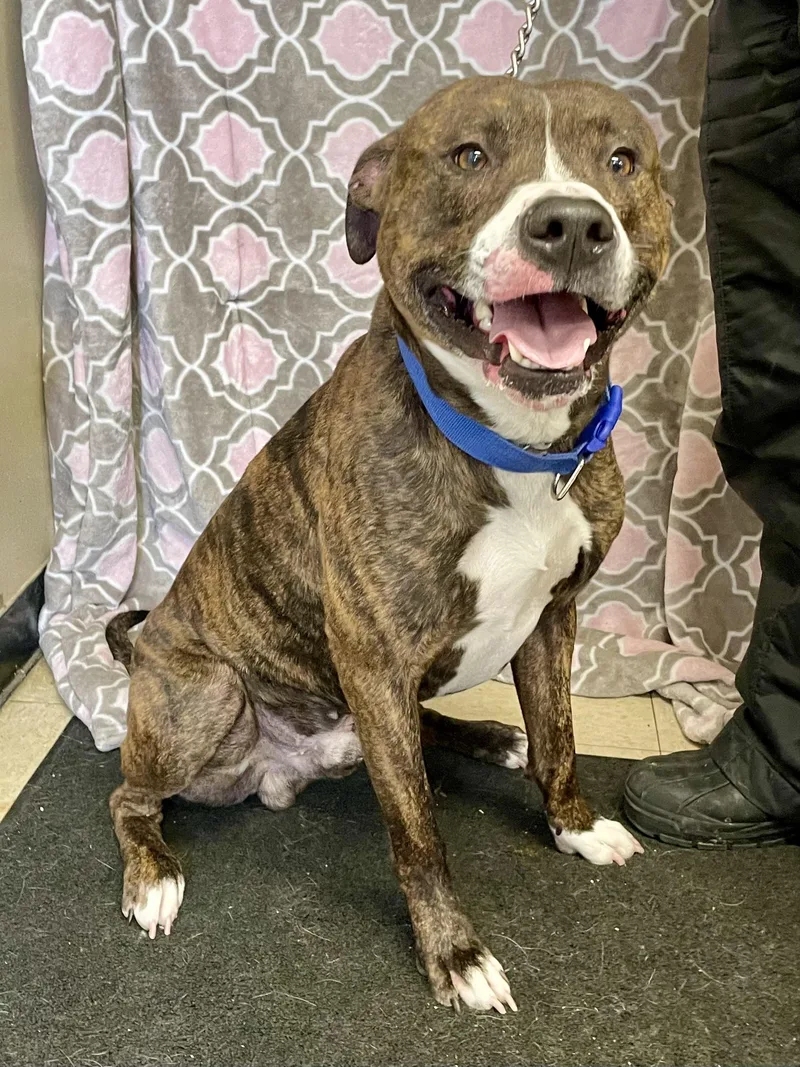 An adult large-sized male Brindle American Bully dog named Bruce Lee for adoption in Washington Court House, OH