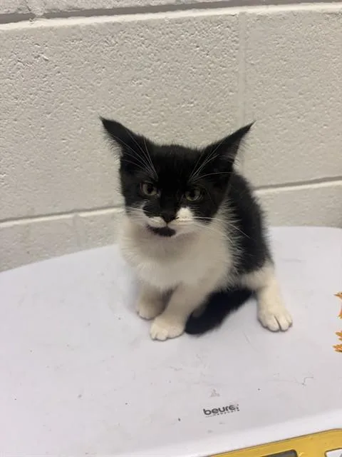 A baby small-sized female Domestic Short Hair cat named Cali for adoption in Upper Marlboro, MD
