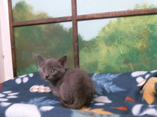 A baby small-sized male Russian Blue cat named Camper for adoption in Houston, TX