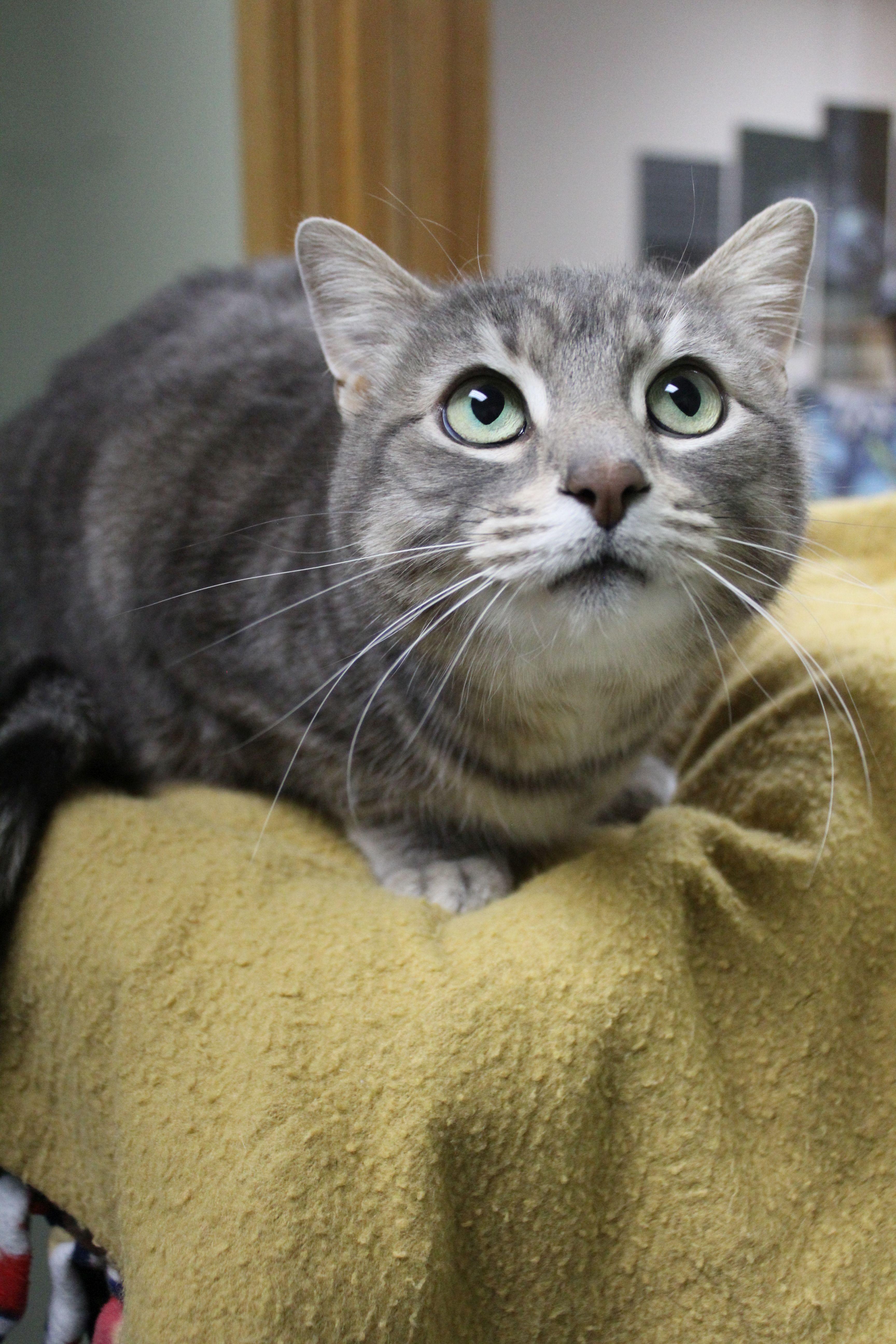 An adult medium-sized female Domestic Short Hair cat named Markie for adoption in Portage, WI