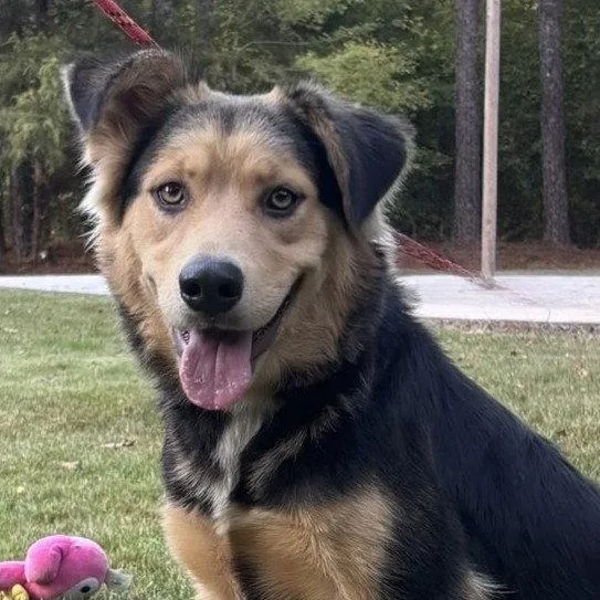 An adult medium-sized female Border Collie dog named Rosanne for adoption in Locust Fork, AL