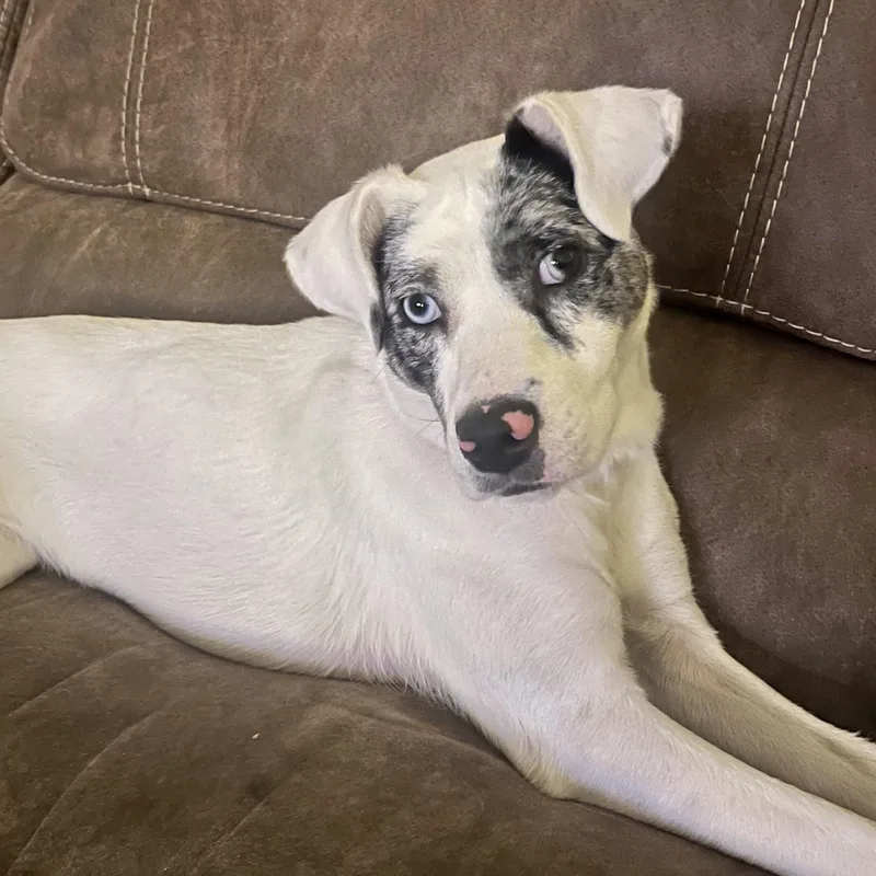 A young medium-sized female White / Cream Australian Shepherd dog named Lyla for adoption in Liverpool, TX
