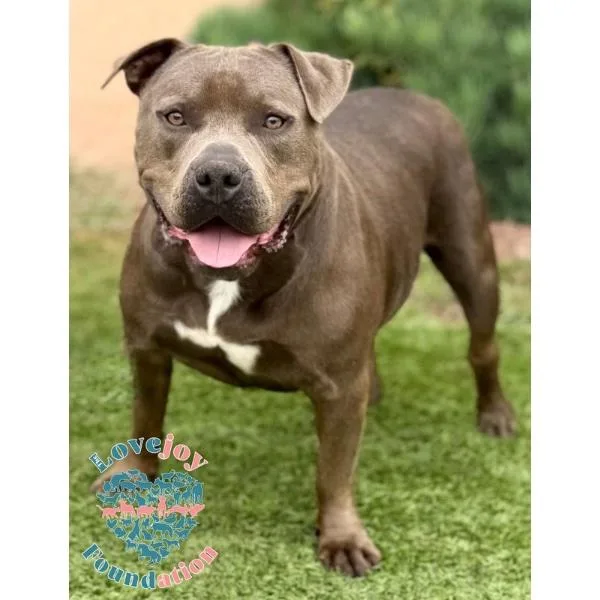 A young large-sized male Gray / Blue / Silver Pit Bull Terrier dog named Zeus Mb for adoption in Inglewood, CA
