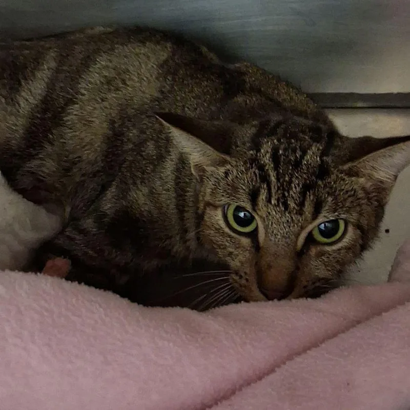 An adult small-sized female American Shorthair cat named Michelle for adoption in Valley, AL