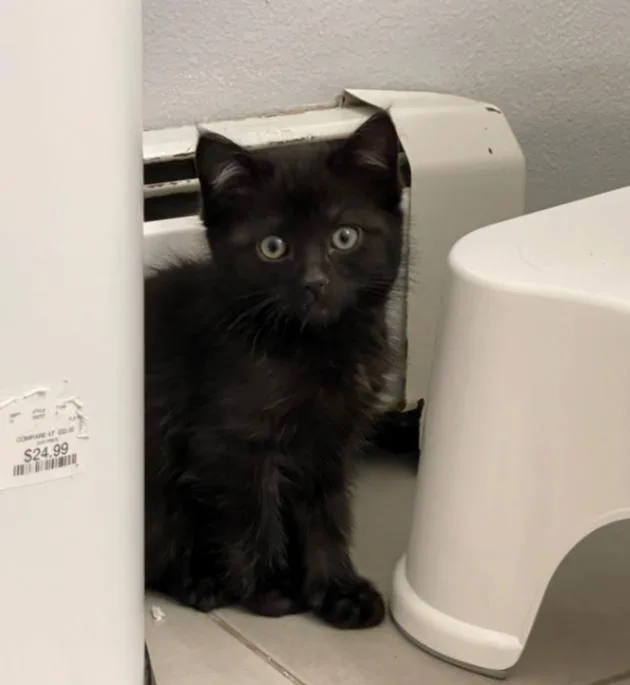 A young medium-sized male Black Domestic Short Hair cat named Earnie for adoption in Fort Collins, CO