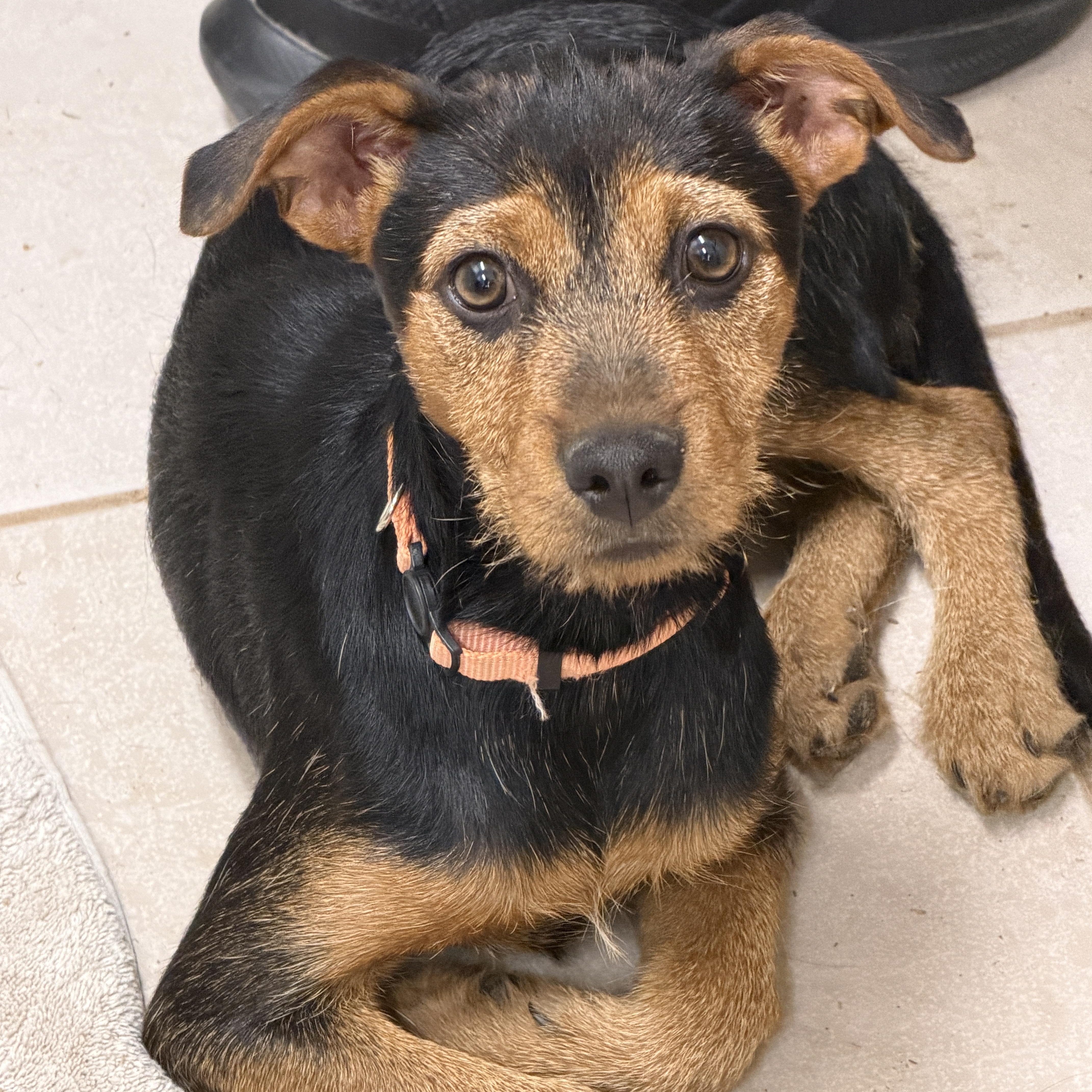 A baby small-sized female Miniature Pinscher dog named Siena for adoption in Gilbert, AZ